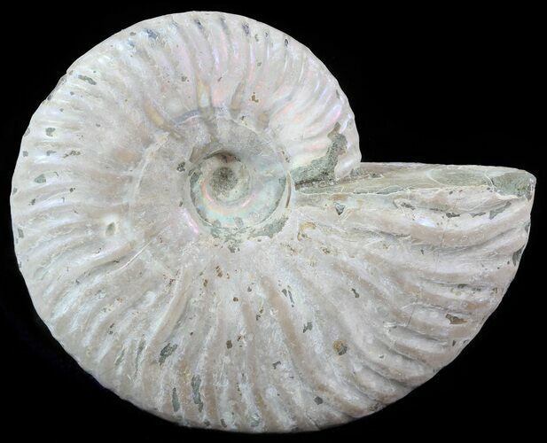 Silver Iridescent Ammonite - Madagascar #51508